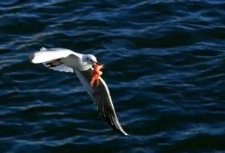 天津海鸥爆料视频大全最新,揭秘幕后真相与精彩瞬间